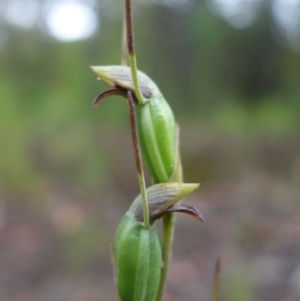 Orthoceras strictum at Yerriyong, NSW - suppressed