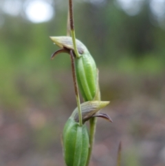 Orthoceras strictum (Horned Orchid) at Yerriyong, NSW - 13 Jan 2022 by RobG1