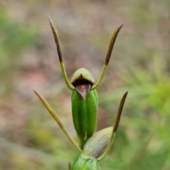 Orthoceras strictum at Yerriyong, NSW - 13 Jan 2022