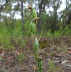 Orthoceras strictum at Yerriyong, NSW - suppressed