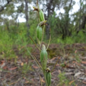 Orthoceras strictum at Yerriyong, NSW - suppressed