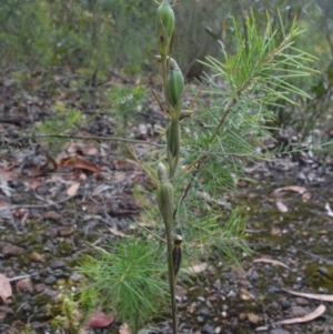 Orthoceras strictum at Yerriyong, NSW - 13 Jan 2022