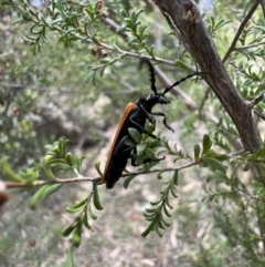 Eroschema poweri (A lycid-mimic Longhorn beetle) at Murrumbateman, NSW - 14 Jan 2022 by SimoneC