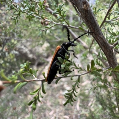 Eroschema poweri (A lycid-mimic Longhorn beetle) at Murrumbateman, NSW - 14 Jan 2022 by SimoneC