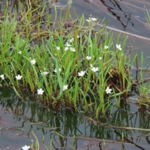 Montia australasica at Parkesbourne, NSW - 13 Jan 2022