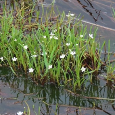 Montia australasica (White Purslane) at Parkesbourne, NSW - 13 Jan 2022 by glbn1