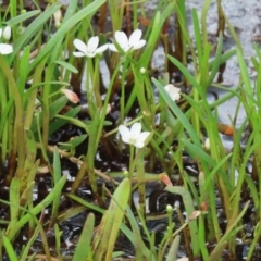 Montia australasica at Parkesbourne, NSW - 13 Jan 2022