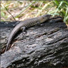 Egernia cunninghami (Cunningham's Skink) at Tidbinbilla Nature Reserve - 14 Jan 2022 by Margo