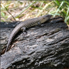 Egernia cunninghami (Cunningham's Skink) at Paddys River, ACT - 14 Jan 2022 by Margo