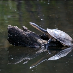 Chelodina longicollis (Eastern Long-necked Turtle) at Tidbinbilla Nature Reserve - 14 Jan 2022 by Margo