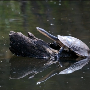 Chelodina longicollis at Paddys River, ACT - 14 Jan 2022