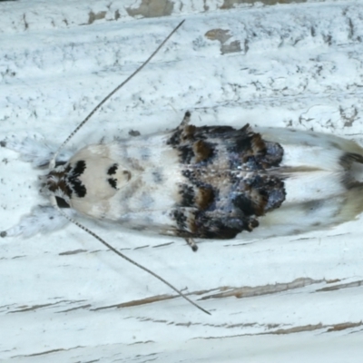 Piloprepes antidoxa (A concealer moth (Wingia group)) at Ainslie, ACT - 11 Jan 2022 by jb2602