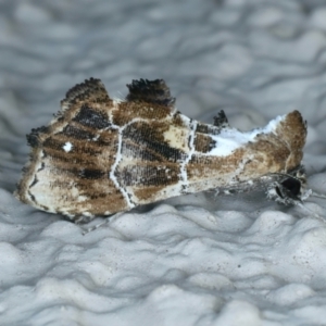 Arrade leucocosmalis at Ainslie, ACT - 11 Jan 2022