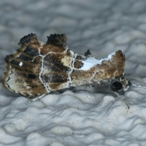 Arrade leucocosmalis at Ainslie, ACT - 11 Jan 2022 11:29 PM