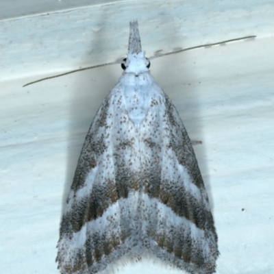 Nola paromoea (Divided Tuft-moth) at Ainslie, ACT - 11 Jan 2022 by jbromilow50