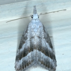 Nola paromoea (Divided Tuft-moth) at Ainslie, ACT - 11 Jan 2022 by jbromilow50