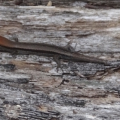 Lampropholis guichenoti (Common Garden Skink) at Cotter River, ACT - 14 Jan 2022 by GirtsO