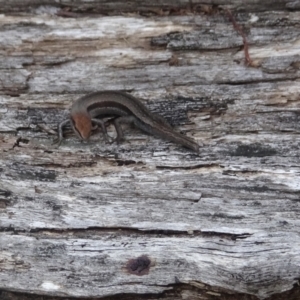 Lampropholis guichenoti at Cotter River, ACT - 14 Jan 2022