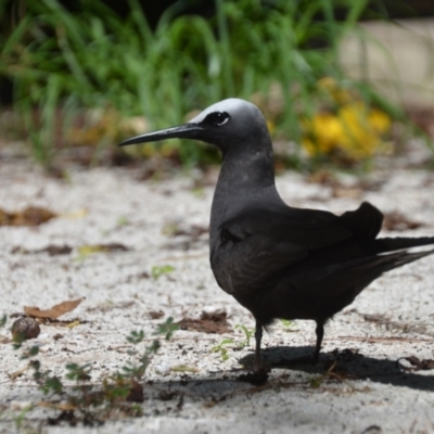 Anous minutus (Black Noddy) at Burua, QLD - 29 Mar 2021 by natureguy