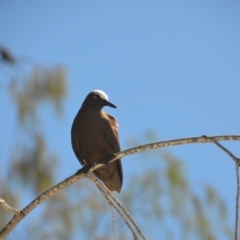Anous minutus at Burua, QLD - 29 Mar 2021 06:32 PM