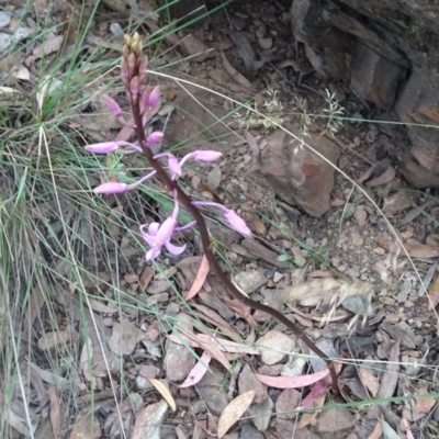 Dipodium roseum (Rosy Hyacinth Orchid) at Cotter River, ACT - 14 Jan 2022 by GirtsO