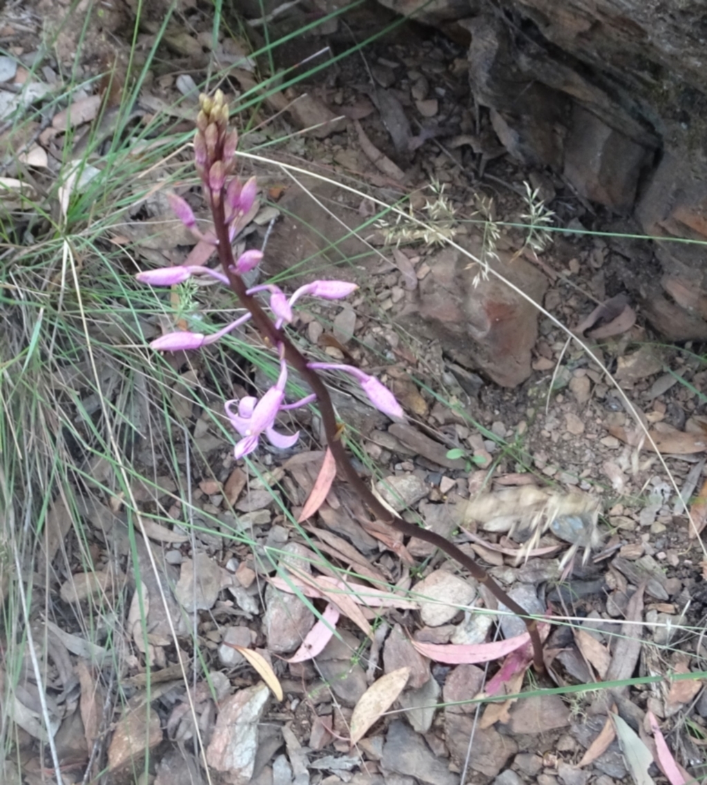 Dipodium roseum at Cotter River, ACT - 14 Jan 2022