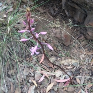 Dipodium roseum at Cotter River, ACT - 14 Jan 2022