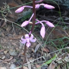 Dipodium roseum at Cotter River, ACT - suppressed