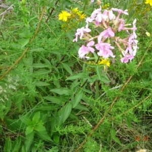 Saponaria officinalis at Greenway, ACT - 14 Jan 2022