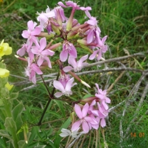 Saponaria officinalis at Greenway, ACT - 14 Jan 2022