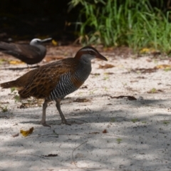 Gallirallus philippensis (Buff-banded Rail) at Coral Sea, QLD - 26 Mar 2021 by natureguy