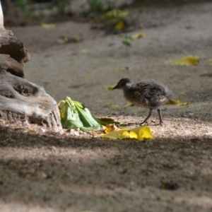 Gallirallus philippensis at Coral Sea, QLD - 26 Mar 2021