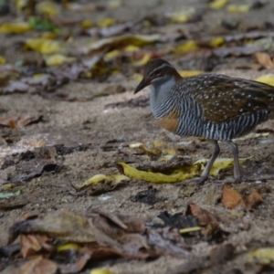 Gallirallus philippensis at Coral Sea, QLD - 26 Mar 2021