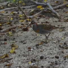 Gallirallus philippensis at Coral Sea, QLD - 26 Mar 2021