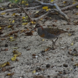 Gallirallus philippensis at Coral Sea, QLD - 26 Mar 2021 05:37 PM