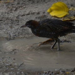 Gallirallus philippensis at Coral Sea, QLD - 26 Mar 2021