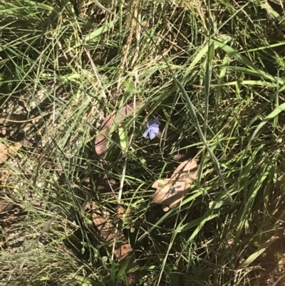 Linum marginale (Native Flax) at Rendezvous Creek, ACT - 10 Jan 2022 by Tapirlord
