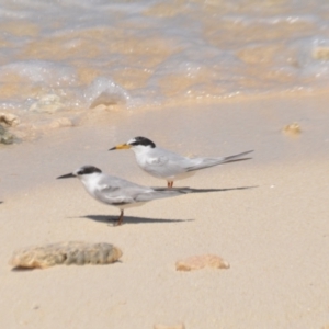 Sternula albifrons at Coral Sea, QLD - 1 Apr 2021 02:57 PM