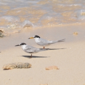 Sternula albifrons at Coral Sea, QLD - 1 Apr 2021