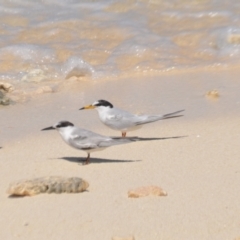 Sternula albifrons (Little Tern) at Bogie, QLD - 1 Apr 2021 by natureguy