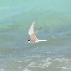 Sternula albifrons at Coral Sea, QLD - 1 Apr 2021