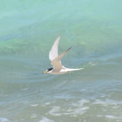 Sternula albifrons at Coral Sea, QLD - 1 Apr 2021 02:57 PM