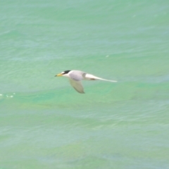 Sternula albifrons at Coral Sea, QLD - 1 Apr 2021 02:57 PM