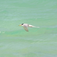 Sternula albifrons at Coral Sea, QLD - 1 Apr 2021