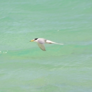 Sternula albifrons at Coral Sea, QLD - 1 Apr 2021