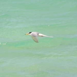 Sternula albifrons at Coral Sea, QLD - 1 Apr 2021 02:57 PM
