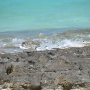 Sternula albifrons at Coral Sea, QLD - 1 Apr 2021