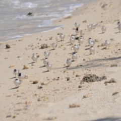 Sternula albifrons at Coral Sea, QLD - 1 Apr 2021 02:57 PM
