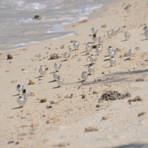 Sternula albifrons at Coral Sea, QLD - 1 Apr 2021