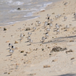 Sternula albifrons at Coral Sea, QLD - 1 Apr 2021 02:57 PM